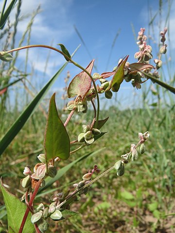 Fallopia convolvulus